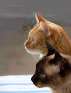 Joey und Sammy schauen gemeinsam in die Ferne